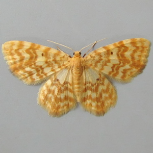 Image of Small Yellow Wave - Hydrelia flammeolaria