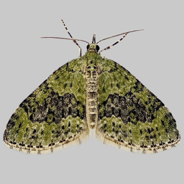 Picture of Yellow-barred Brindle - Acasis viretata