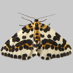 Image of Magpie Moth - Abraxas grossulariata