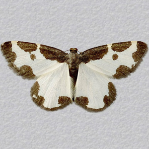 Image of Clouded Border - Lomaspilis marginata