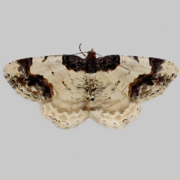 Picture of Scorched Carpet - Ligdia adustata