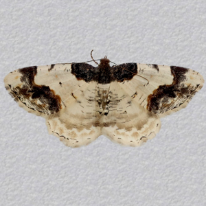 Image of Scorched Carpet - Ligdia adustata