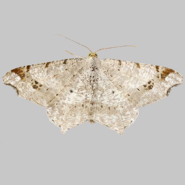 Picture of Sharp-angled Peacock - Macaria alternata