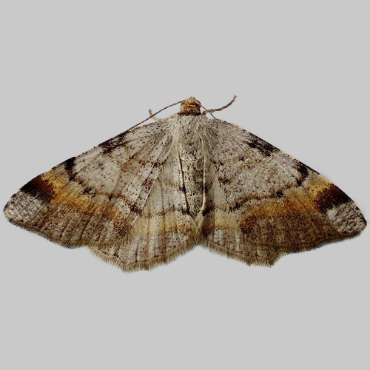 Picture of Tawny-barred Angle - Macaria liturata