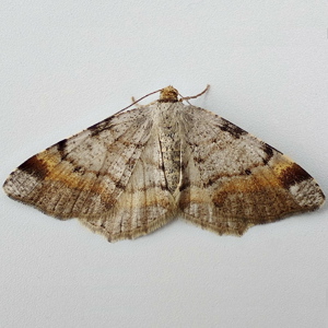 Image of Tawny-barred Angle - Macaria liturata