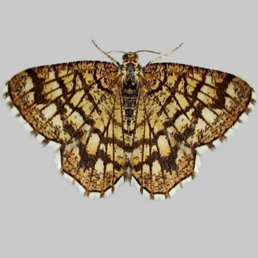 Picture of Latticed Heath - Chiasmia clathrata