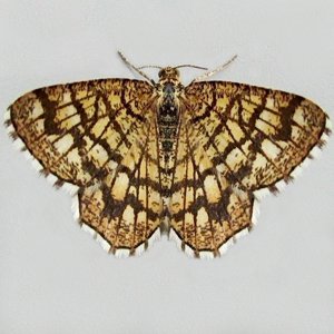 Image of Latticed Heath - Chiasmia clathrata