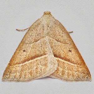 Image of Brown Silver-line - Petrophora chlorosata