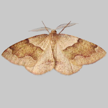 Picture of Barred Umber - Plagodis pulveraria