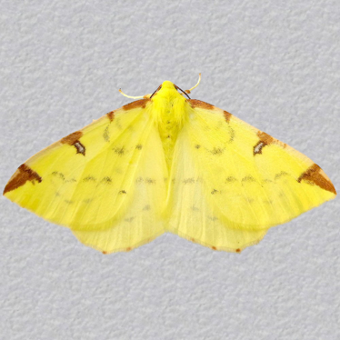 Top - 2
