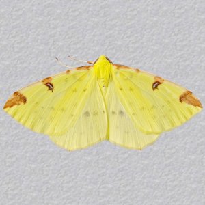 Image of Brimstone Moth - Opisthograptis luteolata