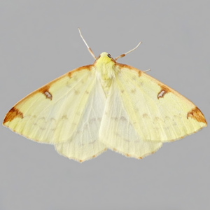 Image of Brimstone Moth - Opisthograptis luteolata ab. intermedia Harr.*