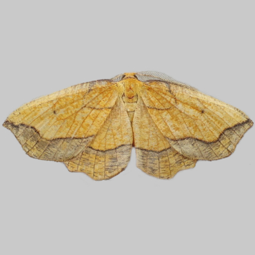 Picture of Bordered Beauty - Epione repandaria