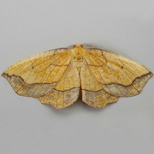 Image of Bordered Beauty - Epione repandaria