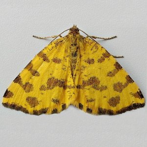 Image of Speckled Yellow - Pseudopanthera macularia