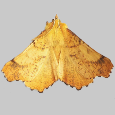 Picture of Large Thorn - Ennomos autumnaria