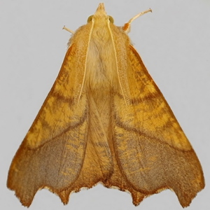 Image of Dusky Thorn - Ennomos fuscantaria