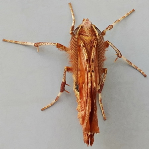 Image of Early Thorn - Selenia dentaria (2nd Generation)
