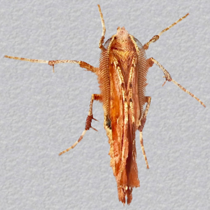 Image of Early Thorn - Selenia dentaria (2nd Generation)