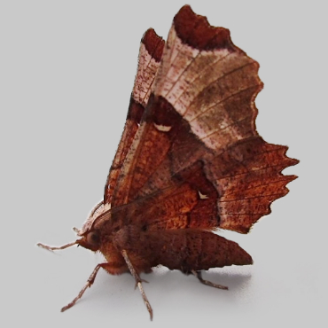 Picture of Lunar Thorn - Selenia lunularia