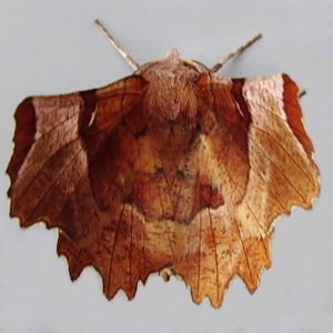 Image of Lunar Thorn - Selenia lunularia