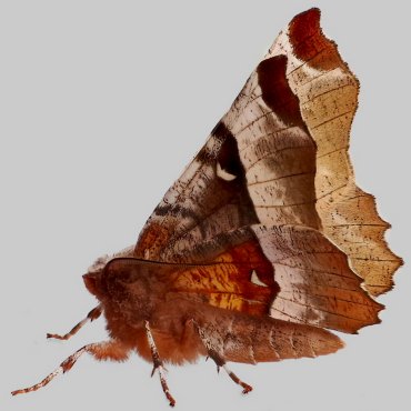 Picture of Purple Thorn - Selenia tetralunaria