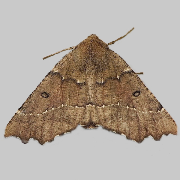 Picture of Scalloped Hazel - Odontopera bidentata