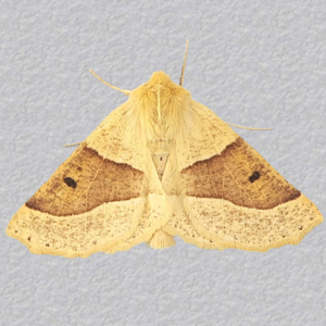 Image of Scalloped Oak - Crocallis elinguaria