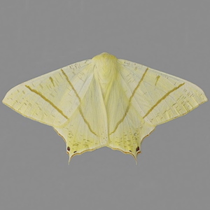 Image of Swallow-tailed Moth - Ourapteryx sambucaria