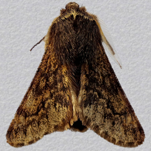 Image of Small Brindled Beauty - Apocheima hispidaria*