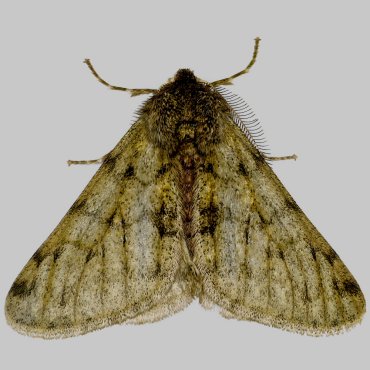 Picture of Pale Brindled Beauty - Phigalia pilosaria