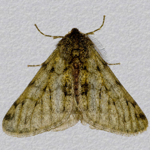 Image of Pale Brindled Beauty - Phigalia pilosaria