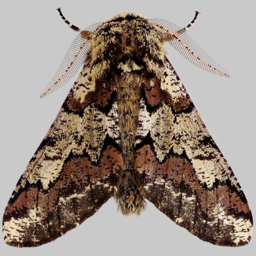 Picture of Oak Beauty - Biston strataria