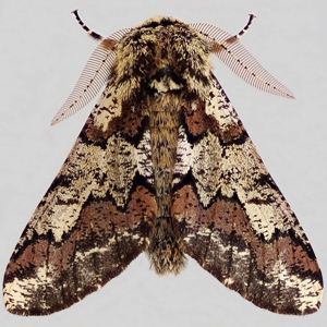 Image of Oak Beauty - Biston strataria