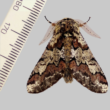 Top with ruler - 2