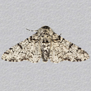 Image of Peppered Moth - Biston betularia