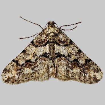 Picture of Spring Usher - Agriopis leucophaearia