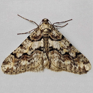 Image of Spring Usher - Agriopis leucophaearia