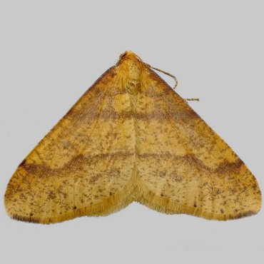 Picture of Scarce Umber - Agriopis aurantiaria