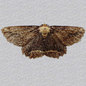 Image of Waved Umber - Menophra abruptaria f. fuscata*