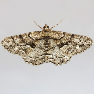 Image of Lydd Beauty - Peribatodes ilicaria