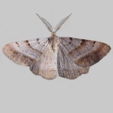 Picture of Bordered Grey - Selidosema brunnearia*