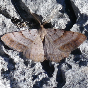 Image of Bordered Grey - Selidosema brunnearia*