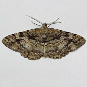 Image of Mottled Beauty - Alcis repandata