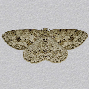 Image of Engrailed - Ectropis crepuscularia*