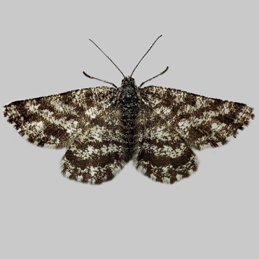 Picture of Common Heath - Ematurga atomaria