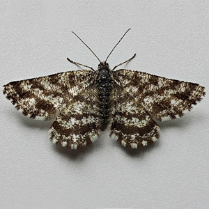 Image of Common Heath - Ematurga atomaria