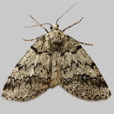 Picture of Dusky Carpet - Tephronia sepiaria