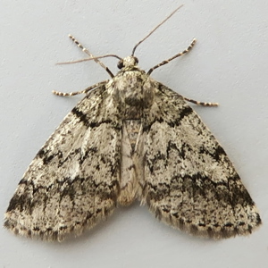 Image of Dusky Carpet - Tephronia sepiaria