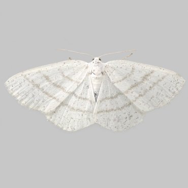 Picture of Common White Wave - Cabera pusaria